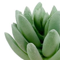 položky Sukulentní Echeveria Ø6,5cm L11cm 6ks