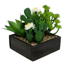 Sukulenty v dřevěné krabičce H14cm 1ks