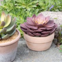 položky Sukulentní rostlina v květináči Echeveria umělá červená Ø15cm