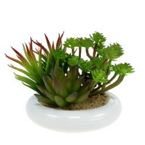 Sukulenty v květináči Ø12cm V11cm 1ks