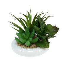 Sukulenty v keramickém květináči Ø12 cm