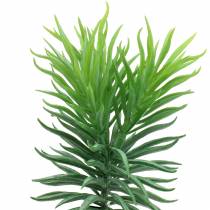 Sukulentní Senecio Starček zelený 20 cm