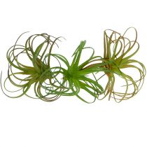 Tillandsia assort 8cm 3ks