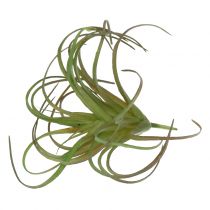 Tillandsia assort 8cm 3ks