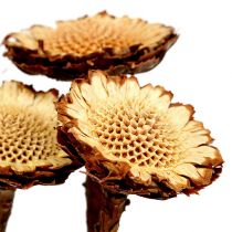 položky Susannae Rosette Light 50 ks