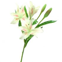 Krém tygří lilie 60cm