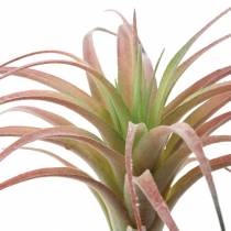 Tillandsia zeleno-červená vločkovaná 15cm 4ks