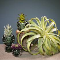 Tillandsia umělá k nalepování světle zelená umělá rostlina 30cm