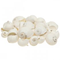 Stolní dekorace námořní, prázdné šnečí ulity bílé 3-4,5cm 500g