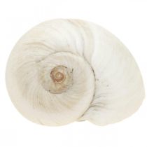 Stolní dekorace námořní, prázdné šnečí ulity bílé 3-4,5cm 500g