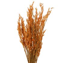 položky Dry Deco Oat Deco in Orange L64cm 70-75g 2ks