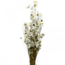 položky Sušené květiny Acroclinium Bílé květiny suché květinářství 60g