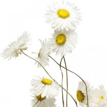 položky Sušené květiny Acroclinium Bílé květiny suché květinářství 60g