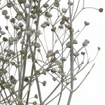 Sušená květina Massasa white deco větve 50-55cm svazek 6ks