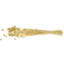 položky Sušená květina Phalaris, trs dekorativní trávy, suchá floristika, boho příroda, bělená L55cm 100g