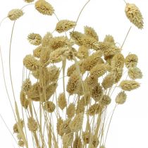 Sušená květina Phalaris, trs dekorativní trávy, suchá floristika, boho příroda, bělená L55cm 100g