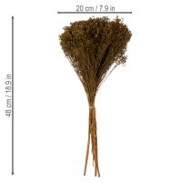 položky Sušené květiny Broom Bloom olivově zelené 160g 48cm