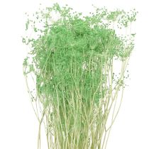 položky Sušené květiny Umbellifera zelené 70-80cm 150g