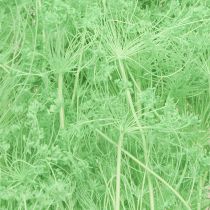 položky Sušené květiny Umbellifera zelené 70-80cm 150g