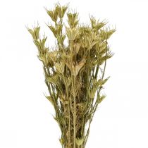 Sušené květy černý kmín dekorace přírodní Nigella 50cm 75g