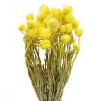 Sušené květy Čepicové květy Žluté Slaměné květy V42cm