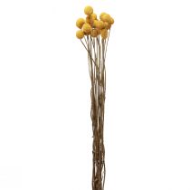 položky Sušené květiny Craspedia sušené, paličky žluté 50cm 20ks