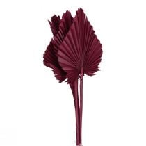 Dekorace ze sušených květin, palmový oštěp sušený vínově červený 37cm 4ks