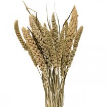 Sušené květiny proso zrno deco suchá floristika 65cm 100g