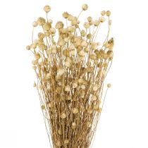 položky Sušené květiny přírodní suchý bodlák ostropestřec jahodový 60cm 100g