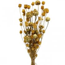 Kytice ze sušených květin artyčok jahodový ostropestřec přírodní 40-55cm 100g