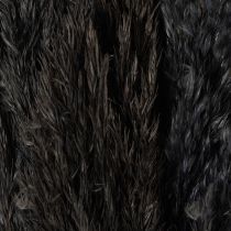 položky Suchá tráva, rákosník, černá, 70 cm, dekorativní trend, 10 kusů