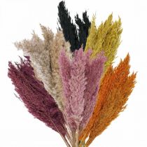Sušená tráva Ostřice sušená různé barvy 70cm 10ks