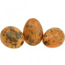 položky Křepelčí vajíčka dekorace vyfouknutá vajíčka oranžová meruňka 3cm 50ks