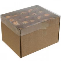 položky Křepelčí vajíčka dekorace vyfouknutá vajíčka oranžová meruňka 3cm 50 ks