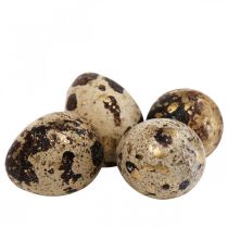 Křepelčí vejce Deco Vyfouknutá vejce přírodní/zlatá 3cm 12ks