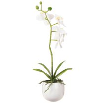 položky Umělé květiny bílé orchideje v květináči Phalaenopsis V33cm