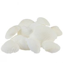 položky Bílé mušle ozdobné srdcovky krémově bílé 2-3,5cm 300g