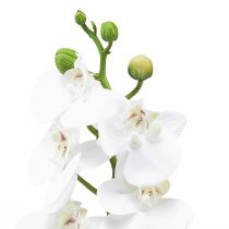 položky Bílá umělá orchidej Phalaenopsis Real Touch 32cm