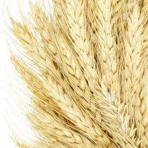 Přírodní věnec, pšeničný věnec, pšeničný věnec, obilný věnec 37cm