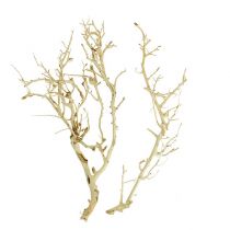 položky White Bush bělený 5 ks