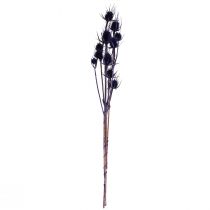 položky Teasel Sušené květiny Teasel Teasel Fialový 55cm 10 hlav