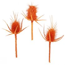 položky Divoké Teasels Orange Teasel Ostropestřec sušená dekorace 1kg