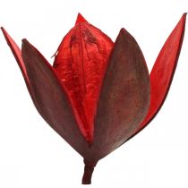 položky Divoká lilie červená přírodní dekorace sušené květiny 6-8cm 50ks