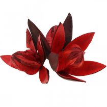 Divoká lilie červená přírodní deko sušené květy 6-8cm 50p