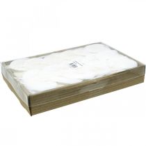 položky Listy bělené kosterní Listy vrby skeletonizované 8-10cm 300 ks