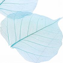 položky Vrbové listy, přírodní vrbové listy, sušené listy skeletonizované tyrkysově modré 200ks