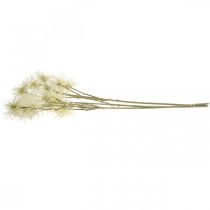 položky Xanthium umělá květina krémová podzimní dekorace 6 květin 80cm 3ks