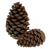 Šišky Pinus Maritima 10cm - 15cm přírodní 3ks