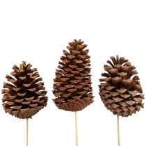 položky Šišky Maritima Maritime Pine Natural 5-10cm na špejli 50 kusů