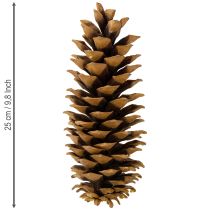 položky Přírodní šišky z cukrové borovice 20-25 cm